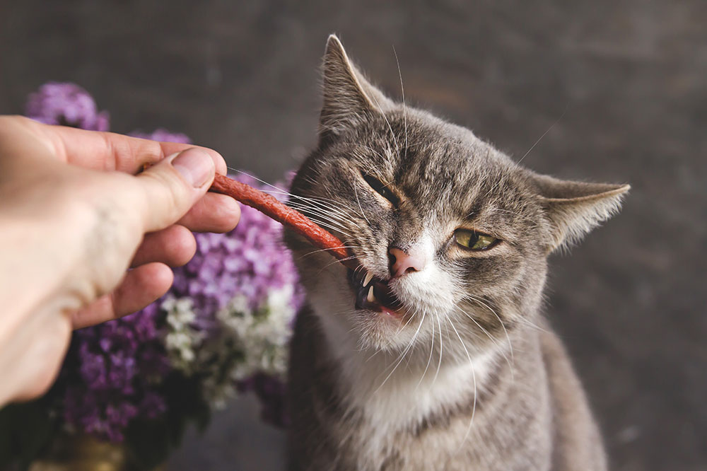 6 Deliciously Healthy Cat Treat Brands