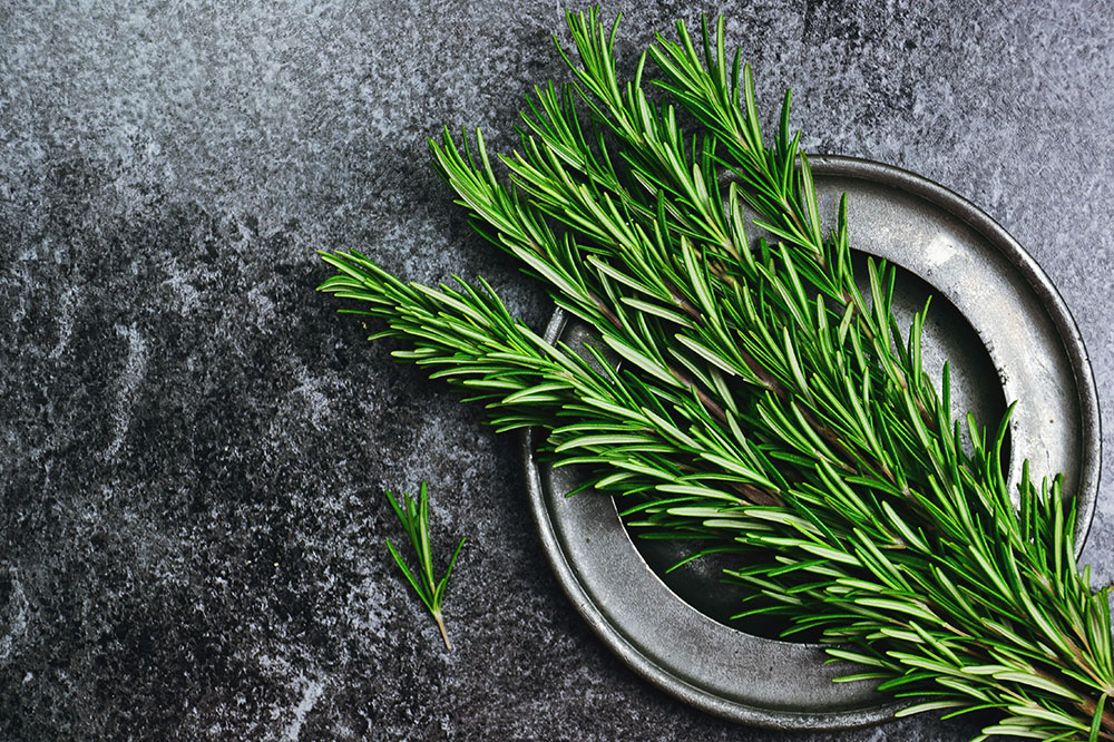 6 Plants That Can Prevent Ticks and Fleas on Pets